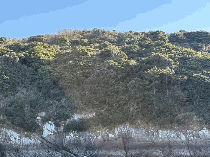 전라남도 진도군 진도읍 산월리 산151 임야 경매 사진 9