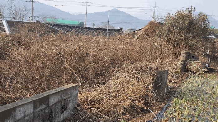 전라남도 진도군 의신면 옥대리 841 대지 경매 사진 2