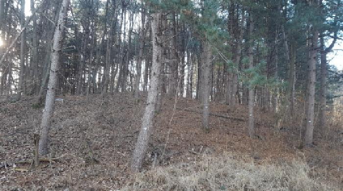 충청남도 천안시 동남구 목천읍 운전리 산62 임야 경매 사진 9