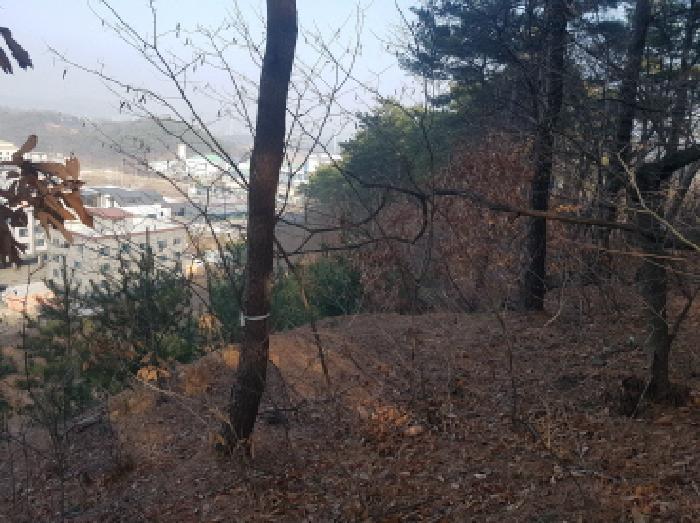 충청남도 천안시 동남구 풍세면 용정리 853-117 임야 경매 사진 12