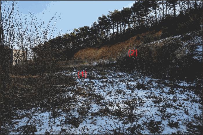 충청남도 천안시 동남구 풍세면 용정리 853-117 임야 경매 사진 2