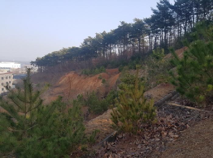 충청남도 천안시 동남구 풍세면 용정리 853-117 임야 경매 사진 9
