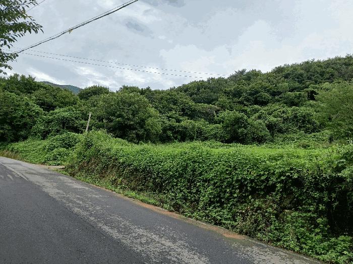 경상북도 경주시 산내면 대현리 204-2 임야 경매 사진 2