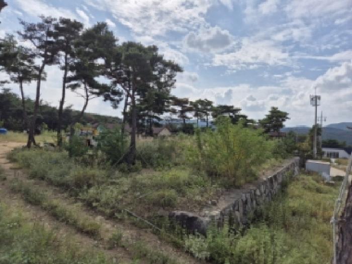 경상북도 경주시 천북면 물천리 산19-56 임야 경매 사진 3