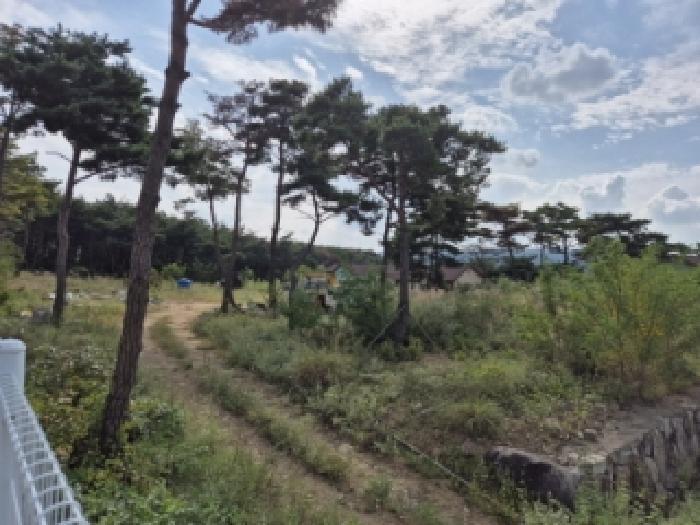 경상북도 경주시 천북면 물천리 산19-56 임야 경매 사진 4