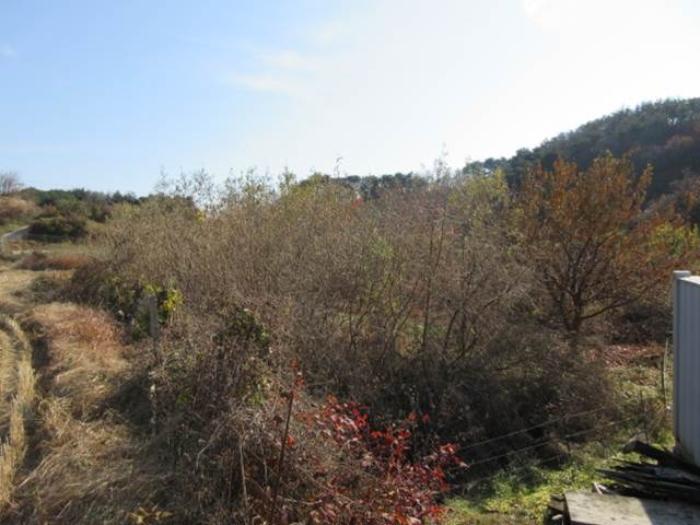 경상북도 문경시 마성면 하내리 236 전 경매 사진 12