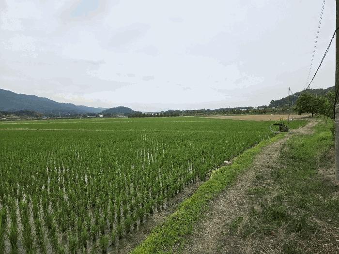 경상북도 상주시 낙동면 승곡리 77 답 경매 사진 4