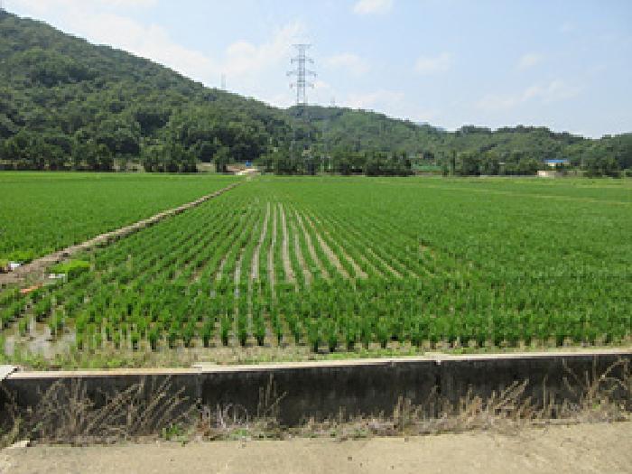 경상북도 상주시 낙동면 승곡리 77 답 경매 사진 6
