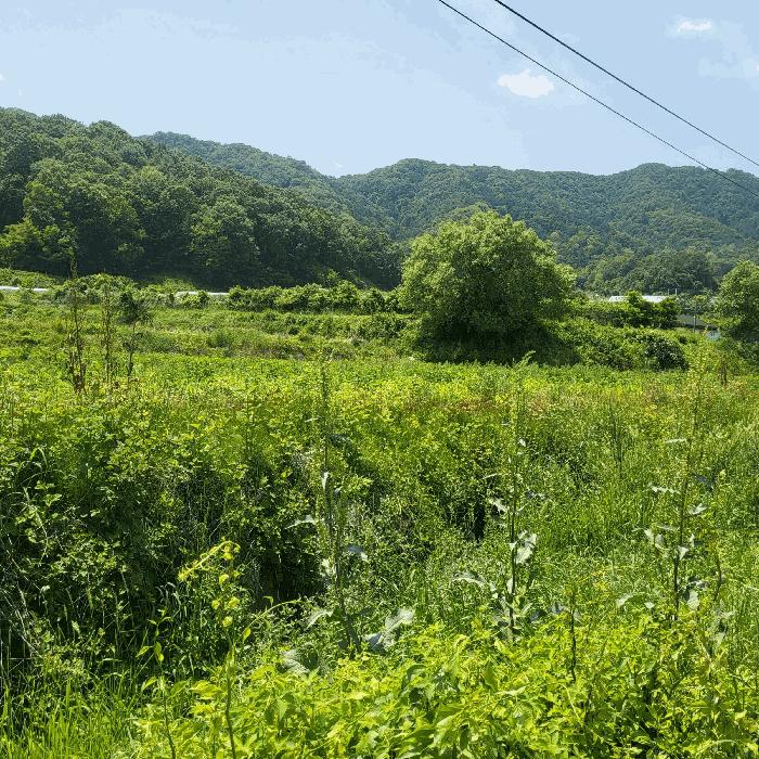 경상북도 상주시 공성면 도곡리 434 답 경매 사진 1
