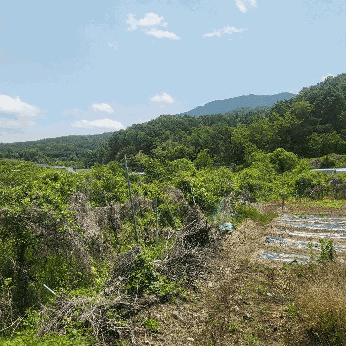 경상북도 상주시 공성면 도곡리 434 답 경매 사진 3
