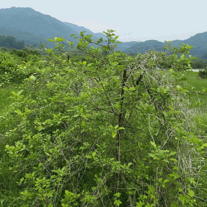 경상북도 상주시 공성면 도곡리 434 답 경매 사진 4