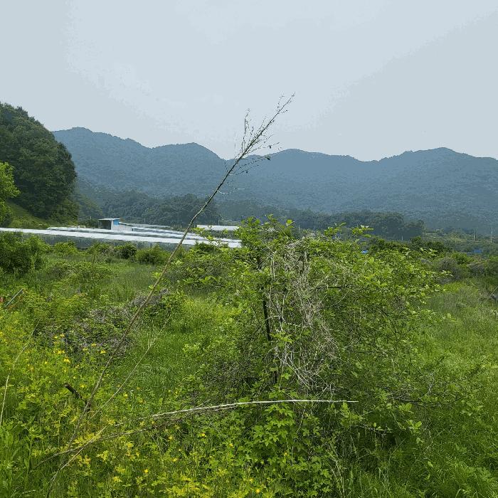 경상북도 상주시 공성면 도곡리 434 답 경매 사진 6