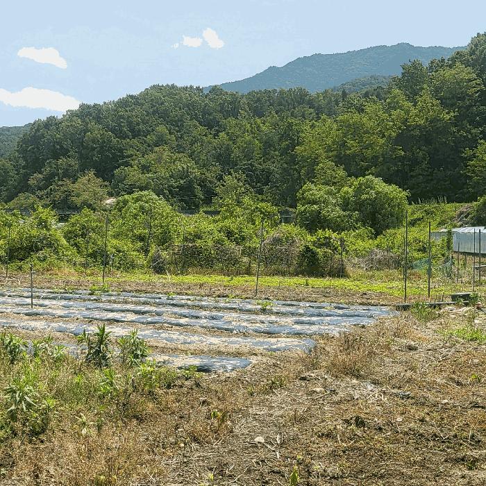 경상북도 상주시 공성면 도곡리 434 답 경매 사진 7