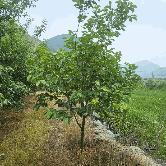 경상북도 문경시 마성면 상내리 199 답 경매 사진 1
