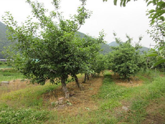경상북도 문경시 마성면 상내리 199 답 경매 사진 11