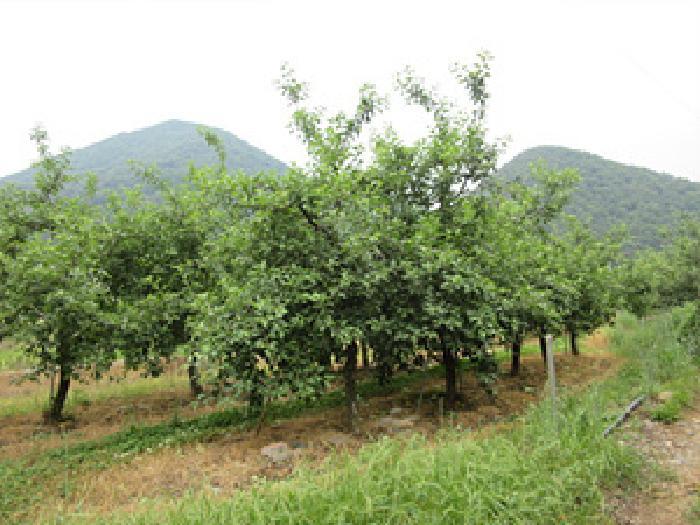 경상북도 문경시 마성면 상내리 199 답 경매 사진 12