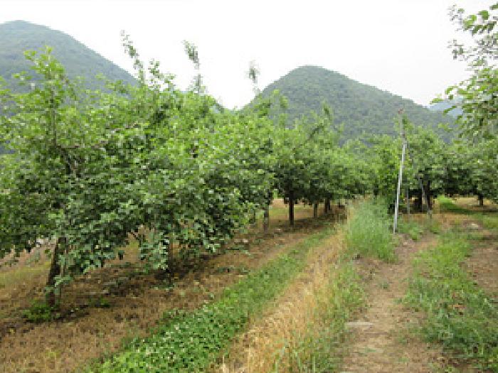 경상북도 문경시 마성면 상내리 199 답 경매 사진 13
