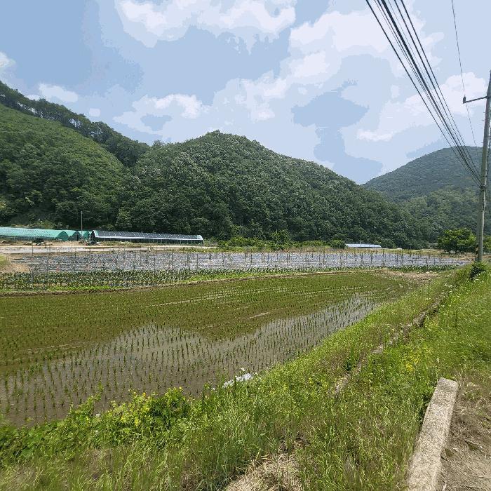 경상북도 문경시 마성면 상내리 199 답 경매 사진 4