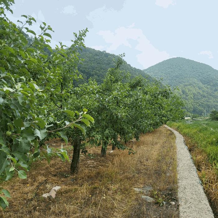 경상북도 문경시 마성면 상내리 199 답 경매 사진 5