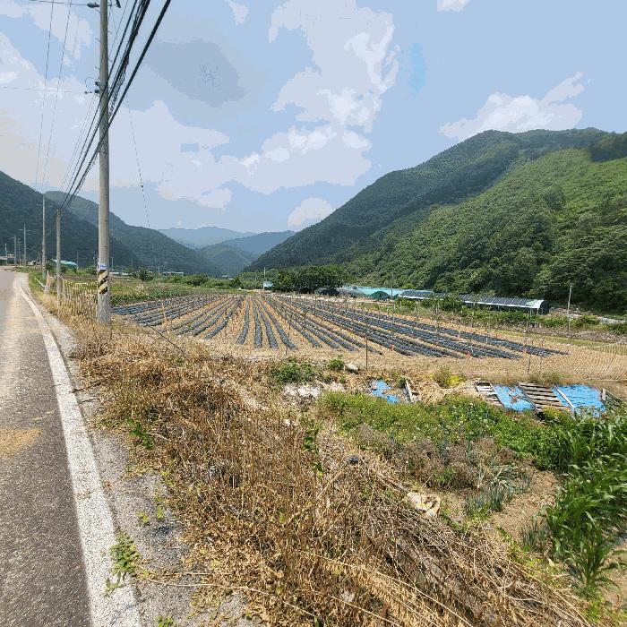 경상북도 문경시 마성면 상내리 199 답 경매 사진 6