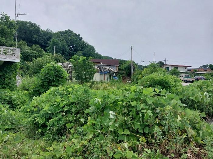 경기도 안성시 일죽면 화봉리 137 대지 경매 사진 3