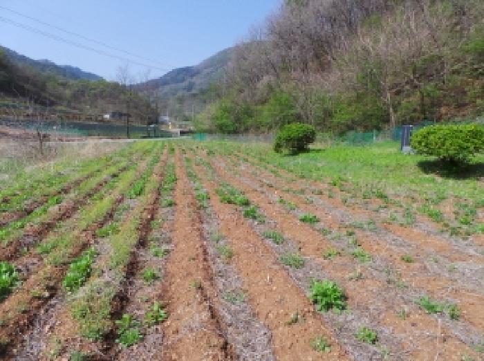 강원특별자치도 영월군 북면 공기리 1501-1 전 경매 사진 5