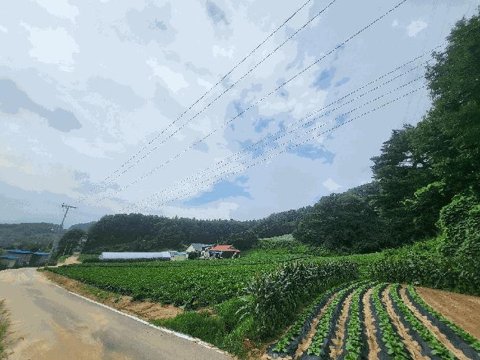 강원 평창군 임야