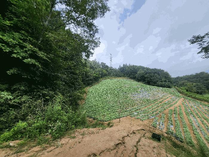 강원특별자치도 평창군 대관령면 용산리 279-18 임야 경매 사진 2
