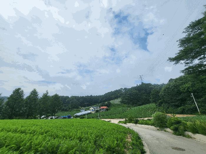 강원특별자치도 평창군 대관령면 용산리 279-18 임야 경매 사진 3