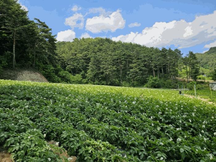 강원특별자치도 평창군 진부면 하진부리 1242-2 전 경매 사진 6
