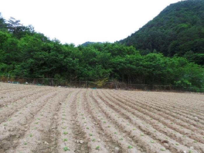 강원특별자치도 평창군 진부면 마평리 749 전 경매 사진 13