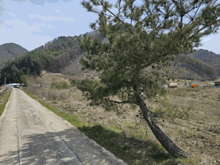 강원특별자치도 정선군 남면 무릉리 362 전 경매 사진 8