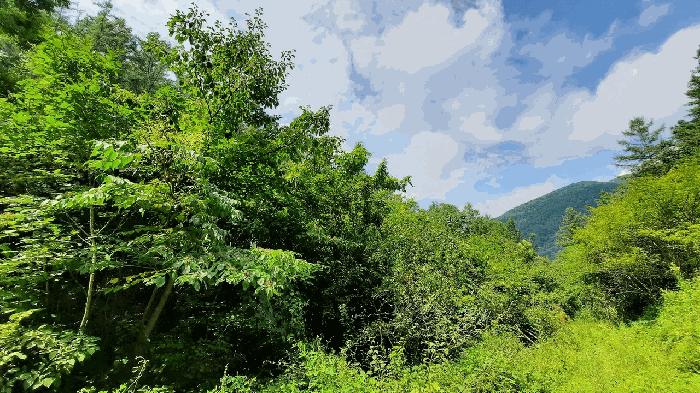 강원특별자치도 평창군 평창읍 고길리 16 전 경매 사진 2