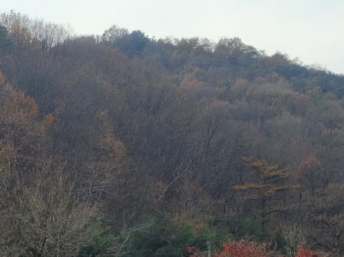 경상북도 성주군 용암면 상언리 산47 임야 경매 사진 10