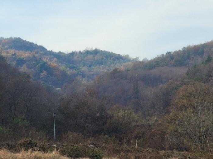 경상북도 성주군 용암면 상언리 산47 임야 경매 사진 7