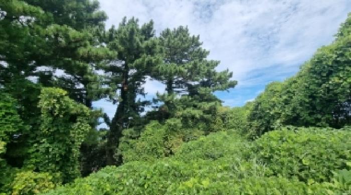 제주특별자치도 제주시 삼양일동 1004-1 전 경매 사진 14