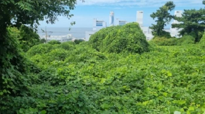 제주특별자치도 제주시 삼양일동 1004-1 전 경매 사진 16