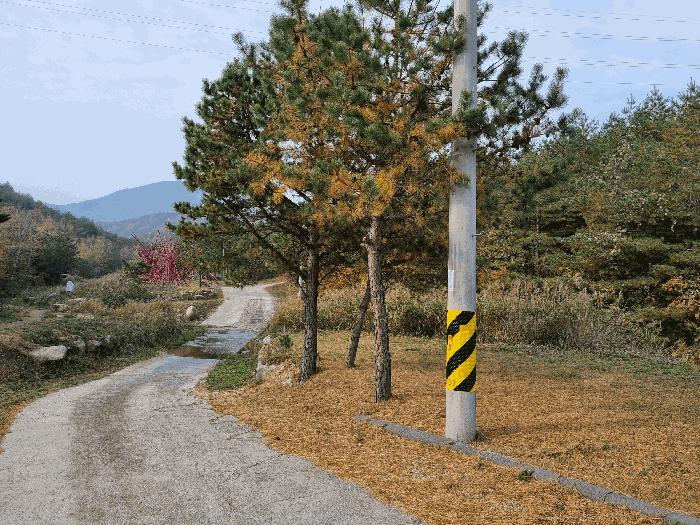 강원특별자치도 고성군 죽왕면 야촌리 산71-1 임야 경매 사진 13