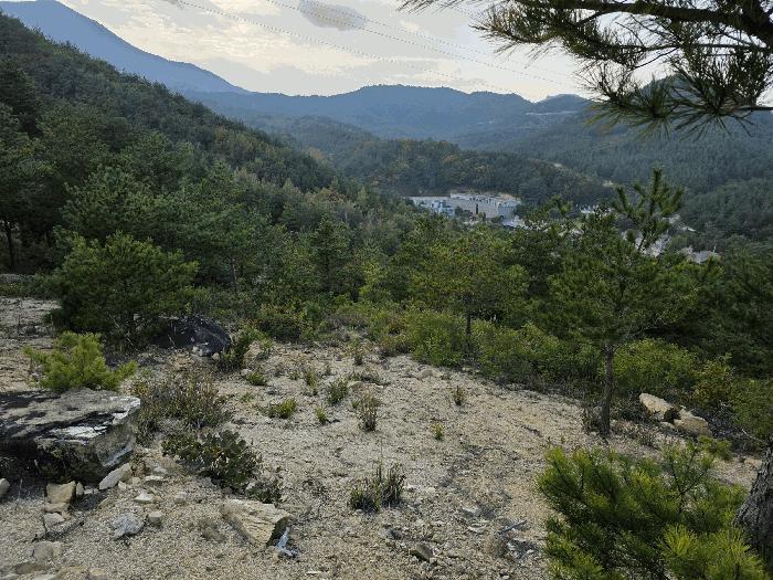 강원특별자치도 고성군 죽왕면 야촌리 산71-1 임야 경매 사진 15