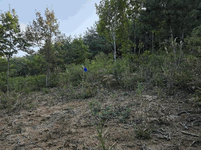 강원특별자치도 고성군 죽왕면 야촌리 산71-1 임야 경매 사진 17
