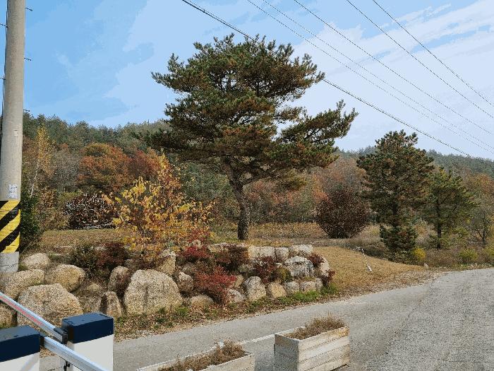 강원특별자치도 고성군 죽왕면 야촌리 산101 임야 경매 사진 9