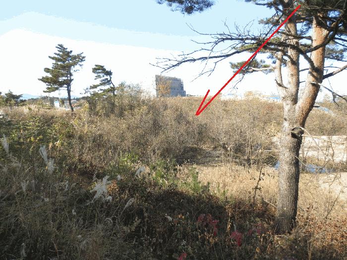 강원특별자치도 고성군 죽왕면 가진리 산76-1 임야 경매 사진 9