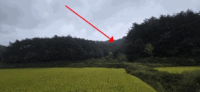강원특별자치도 양양군 손양면 하왕도리 239 전 경매 사진 3