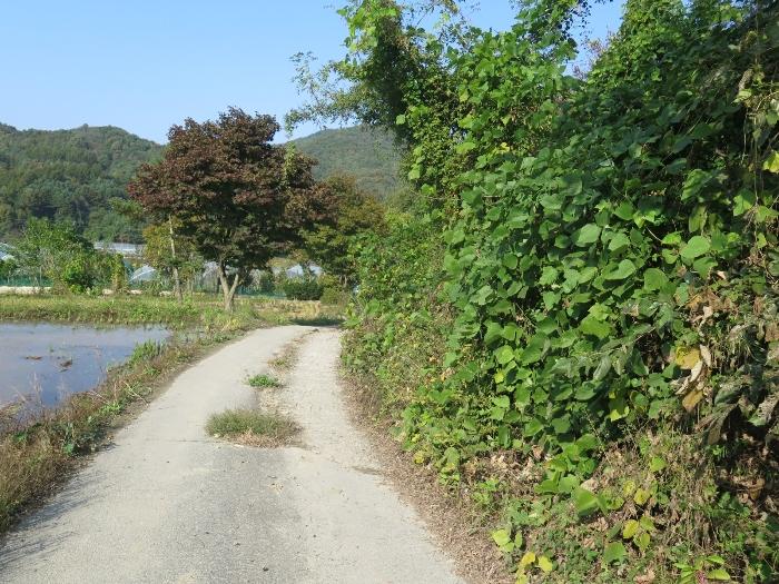 경기도 양평군 양동면 삼산리 1047 답 경매 사진 8