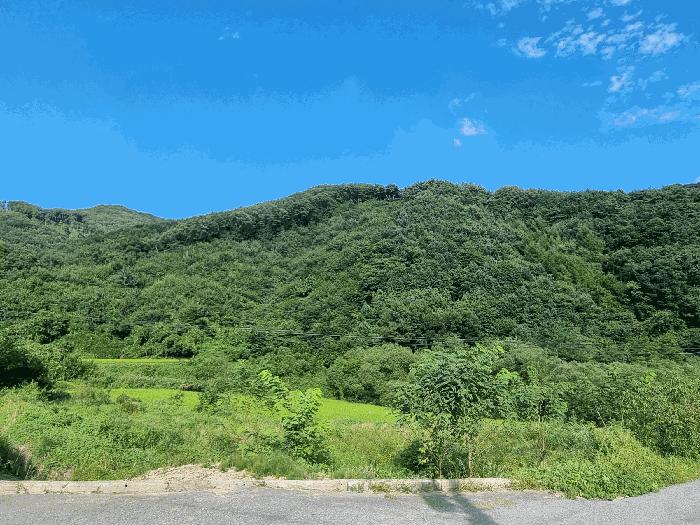충청북도 진천군 백곡면 성대리 산16 임야 경매 사진 12