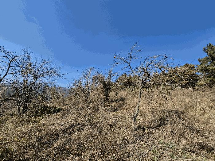 경상북도 청도군 이서면 신촌리 산7 임야 경매 사진 2