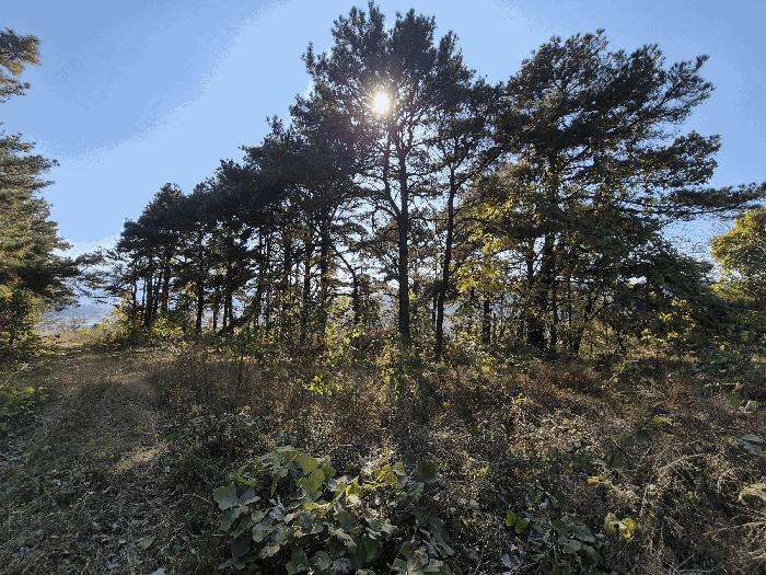 경상북도 청도군 이서면 신촌리 산7 임야 경매 사진 7