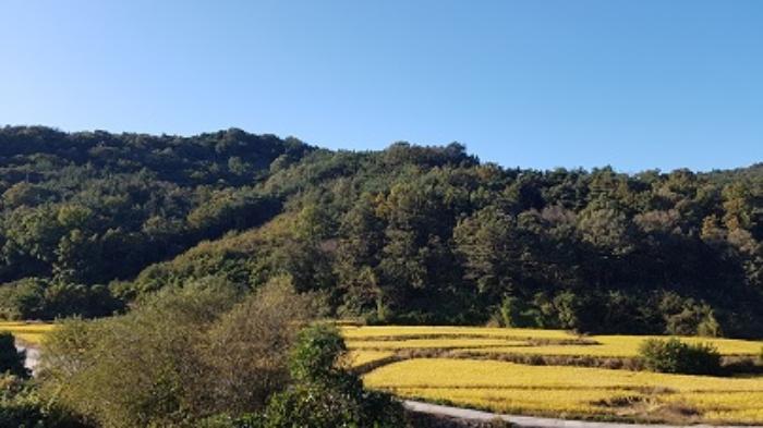 대구광역시 군위군 소보면 보현리 산15-6 임야 경매 사진 15