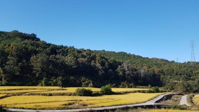 경상북도 의성군 구천면 장국리 산66-1 임야 경매 사진 16