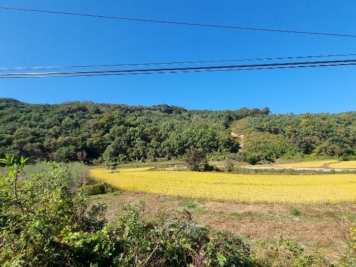경상북도 의성군 구천면 장국리 산66-1 임야 경매 사진 5